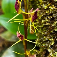 Cryptostylis arachnites (Blume) Hassk.